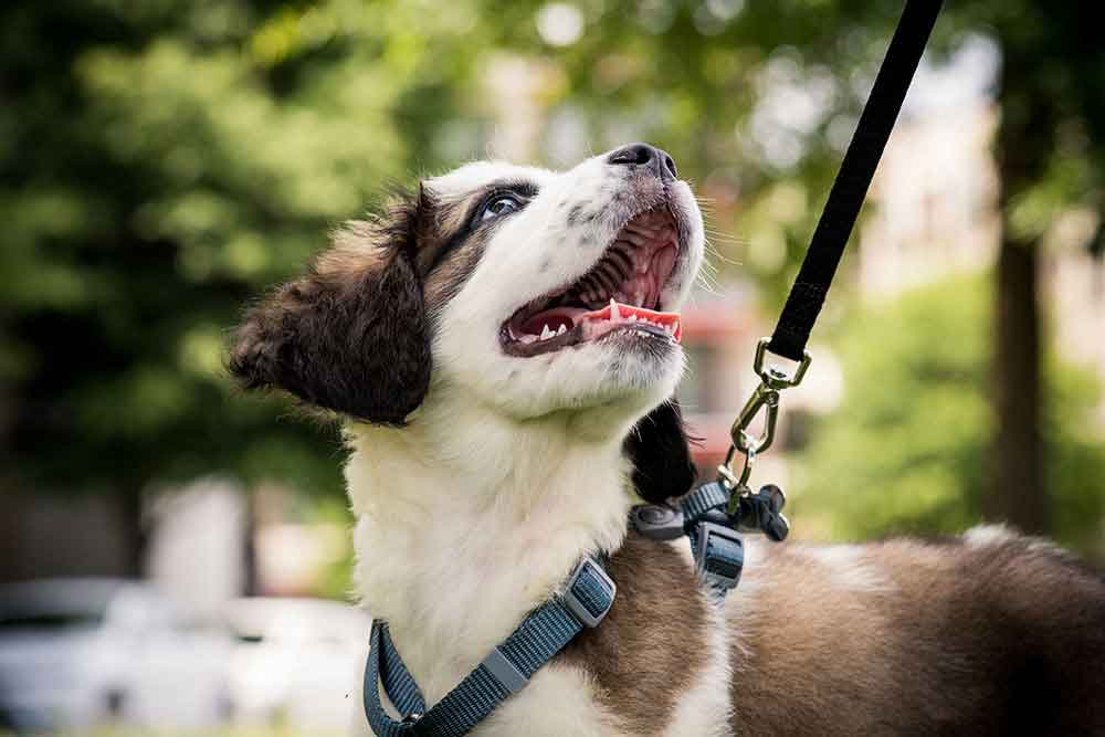Our Guide to Pet Ownership Savings 2024