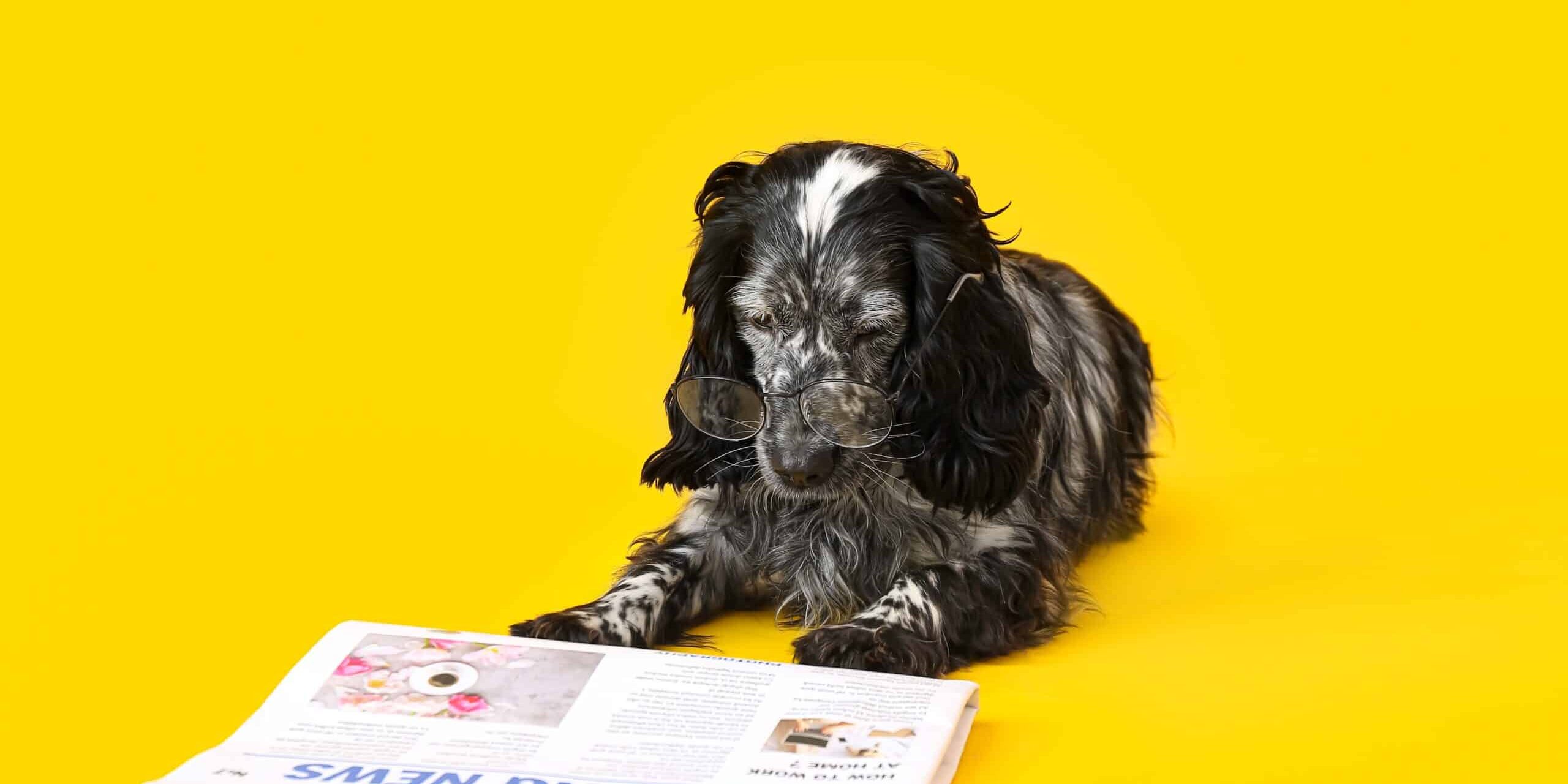 Cute,Dog,With,Newspaper,On,Color,Background dog reading debt newspaper