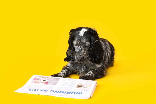 Cute,Dog,With,Newspaper,On,Color,Background dog reading debt newspaper