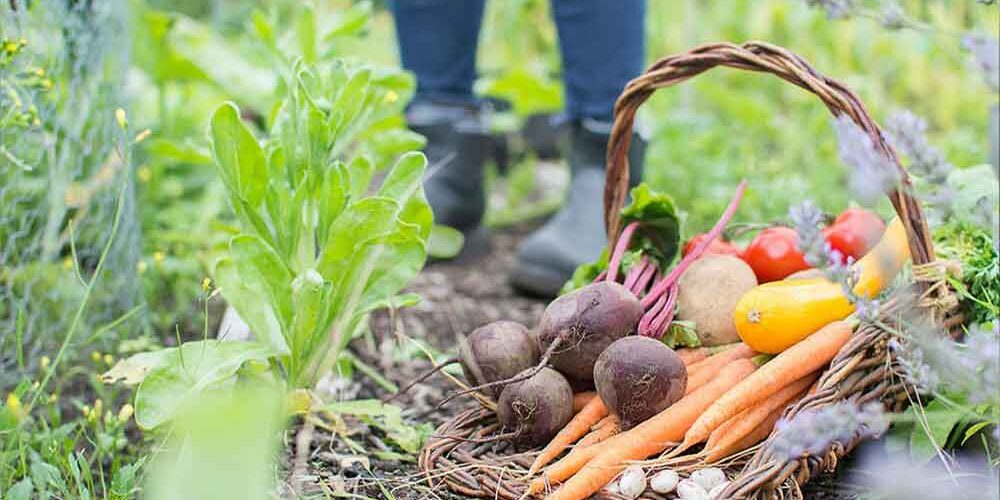 vegetables-in-garden