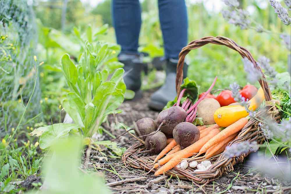 8 Reasons You Should Have an Allotment